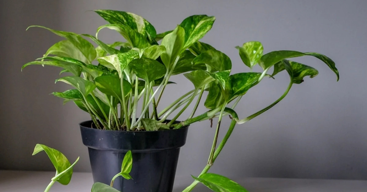 Money Plant Gives Money Astrology
