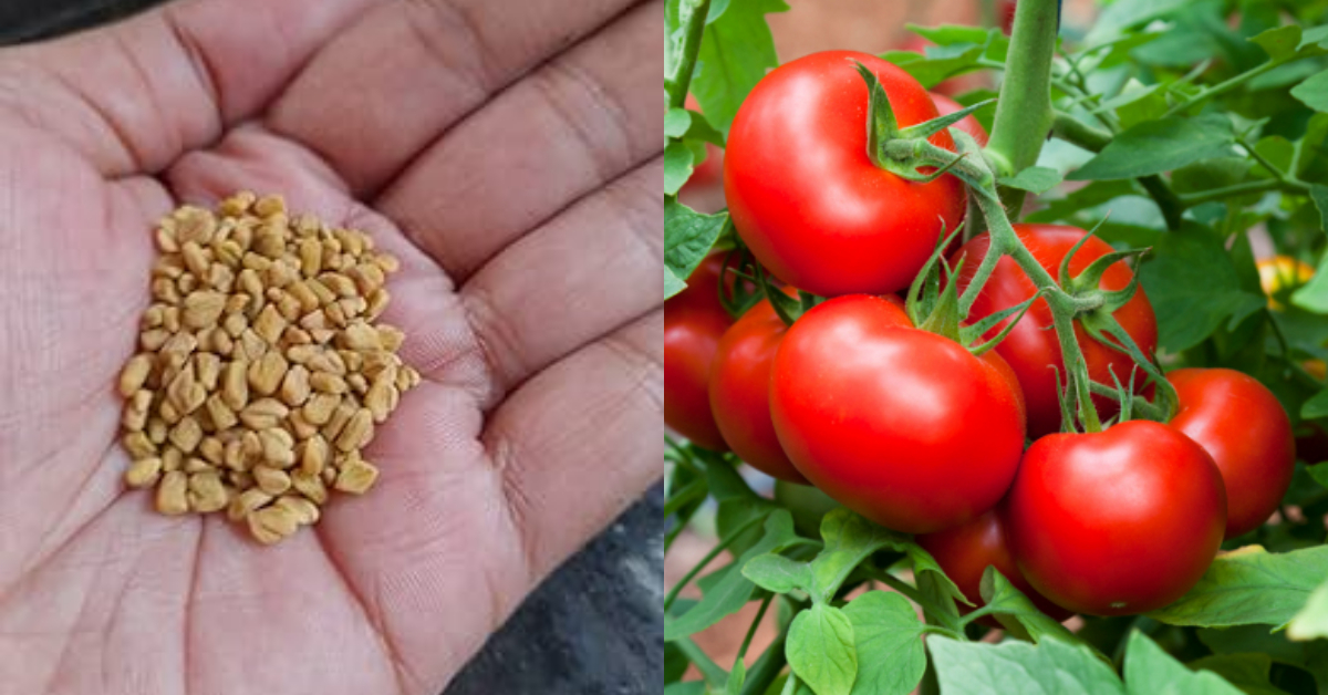 Organic Tomato Cultivation Tips