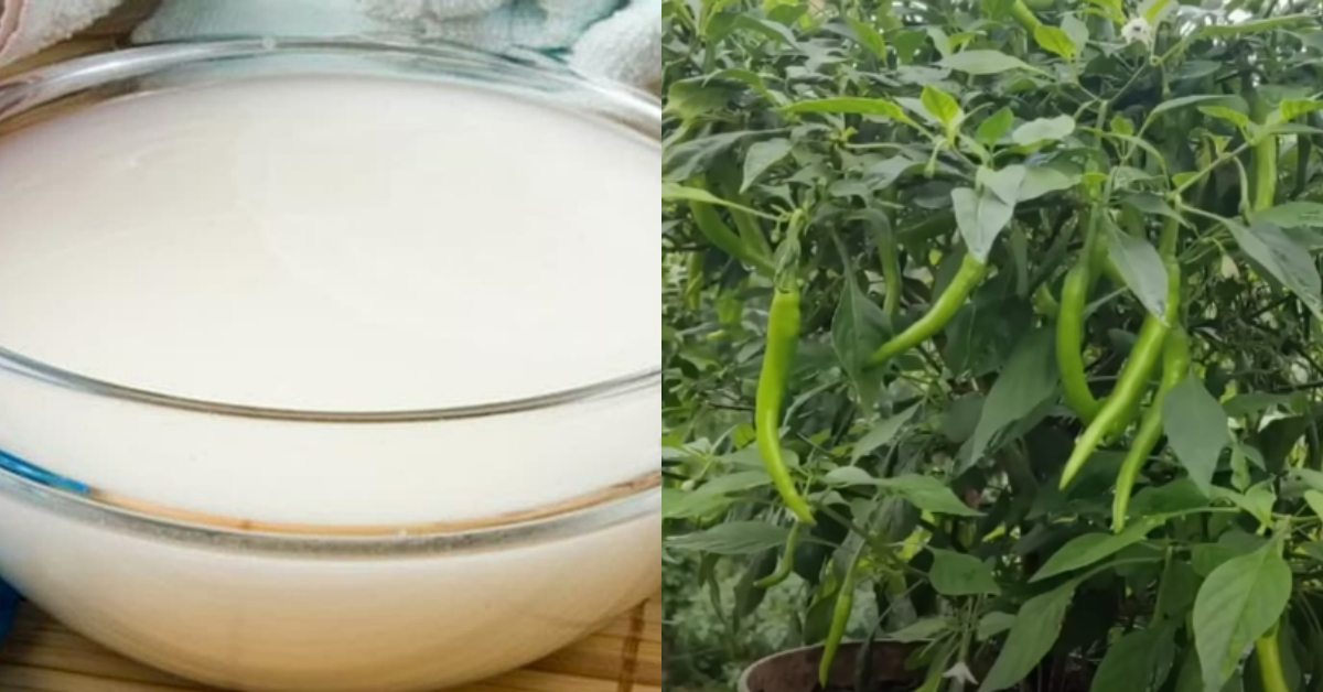 Pachamulaku Krishi Tips Using Kanjivellam