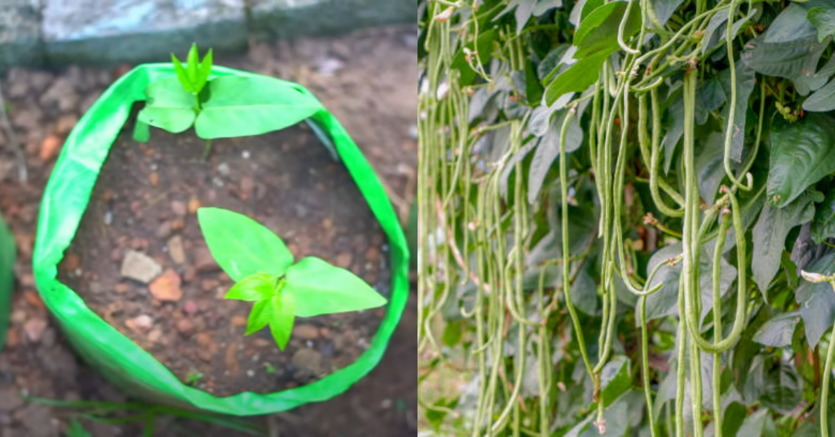 Payar Farming Tips