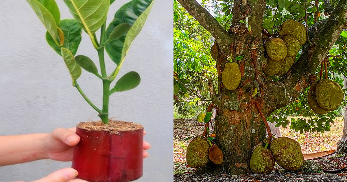 Planting Jackfruit In Papaya Fruit And Aloe Vera Method