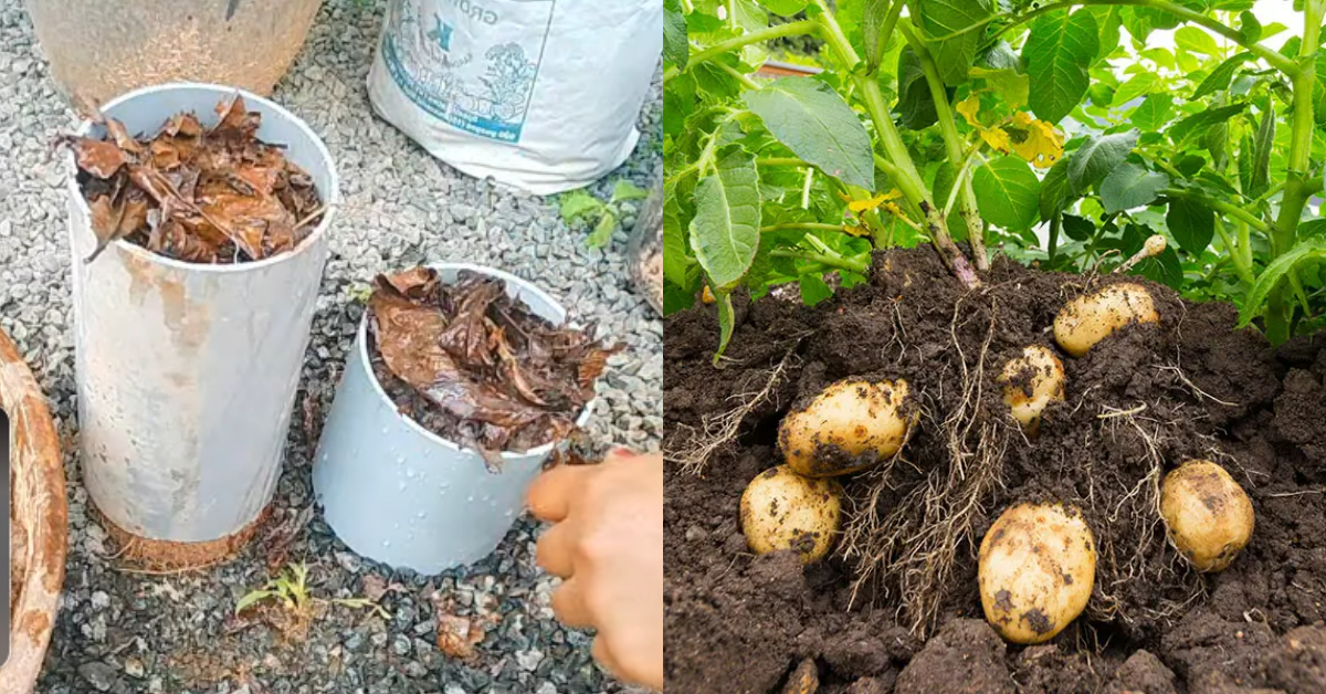 Potato Krishi Using PVC Pipes