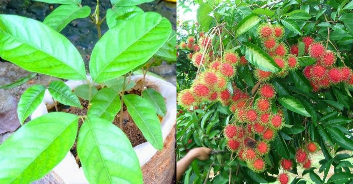 Rambutan Planting