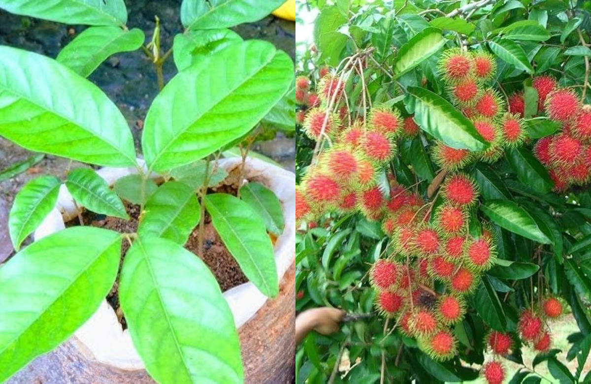 Rambutan Planting
