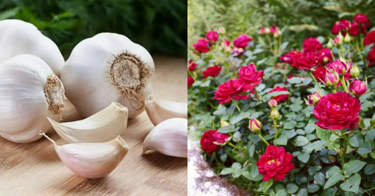 Rose plant fertilizer using veluthulli