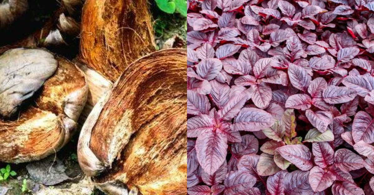 Spinach Cultivation Tip Using Coir