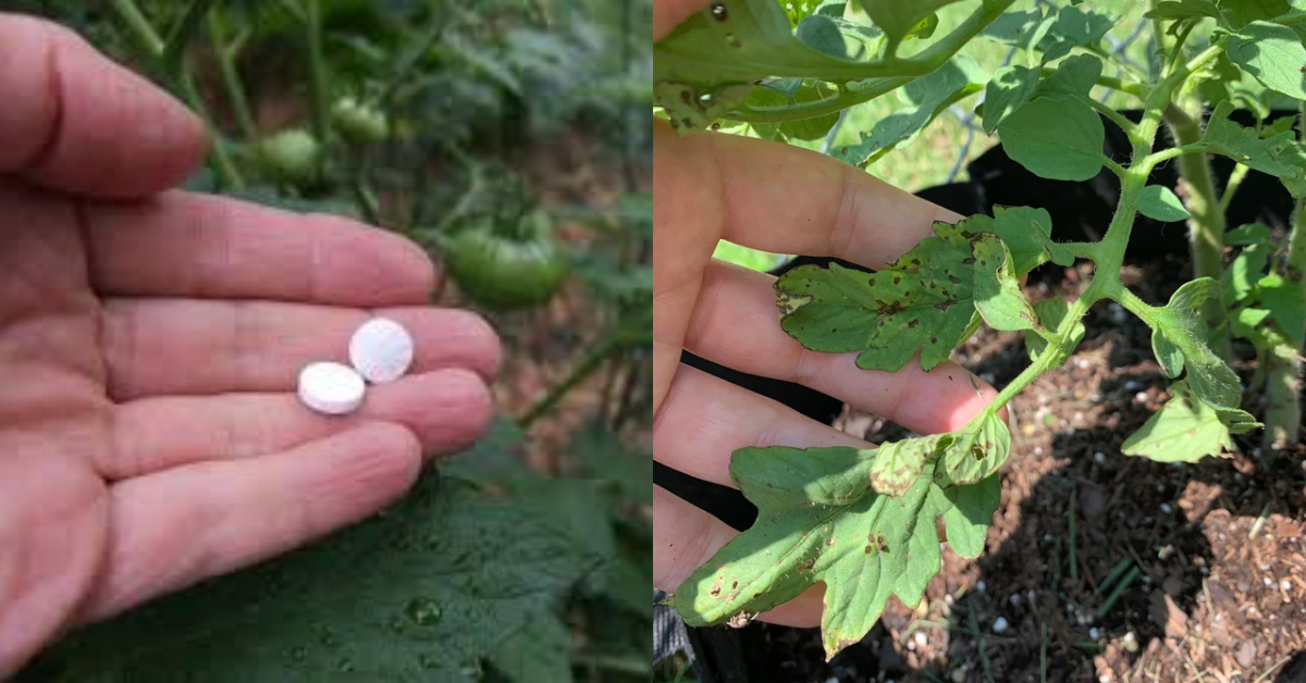 Tip To Use Aspirin For Tomato And Chilli Plants