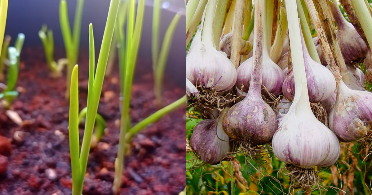 To Grow Garlic At Home Fast