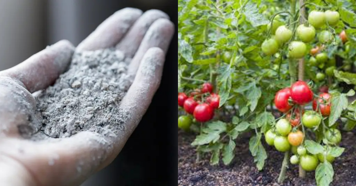 Tomato Cultivation Tips Using Ash