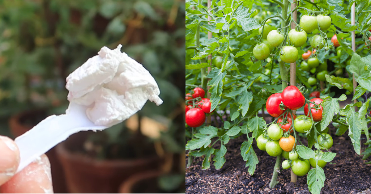 Tomato Farming Tricks