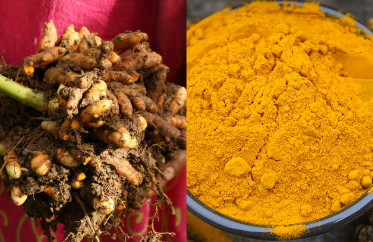 Turmeric Farming Method
