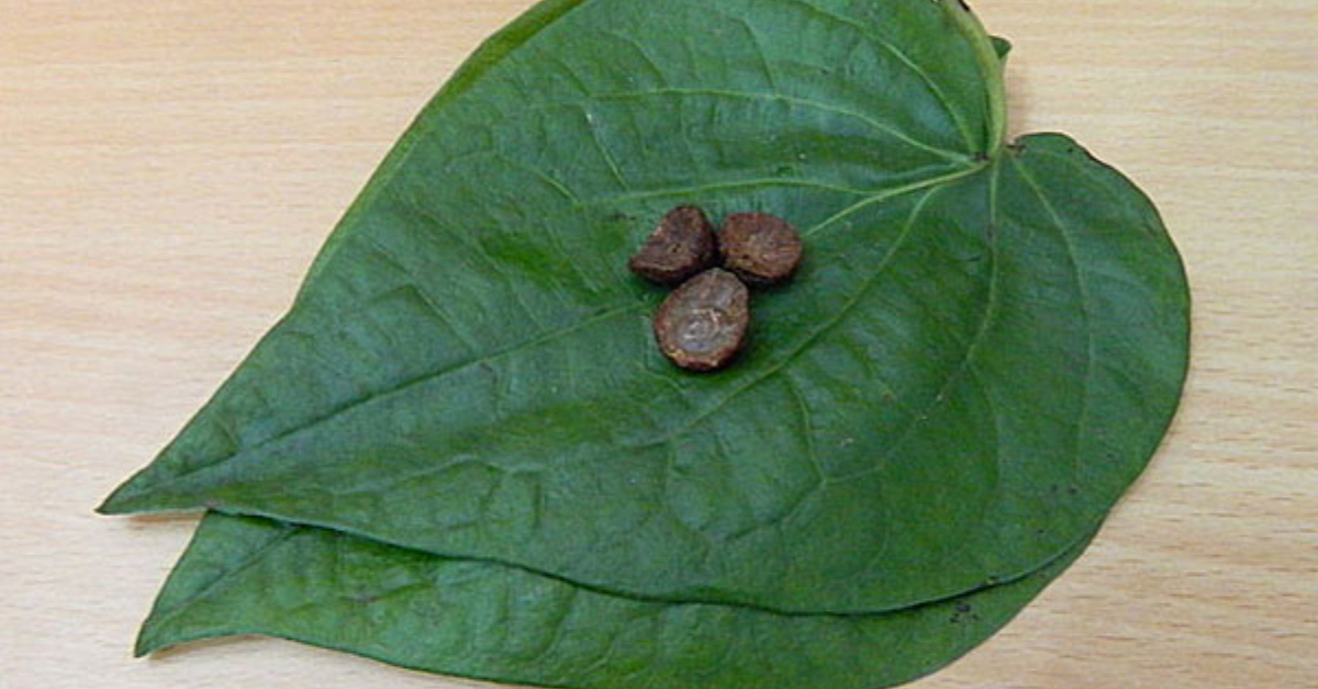 Vettila Leaf Gives Money Astrology News