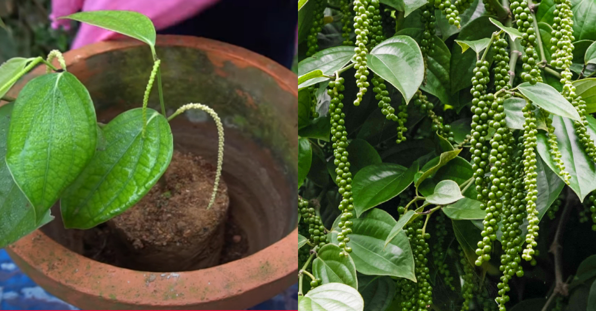 black pepper cultivation tips