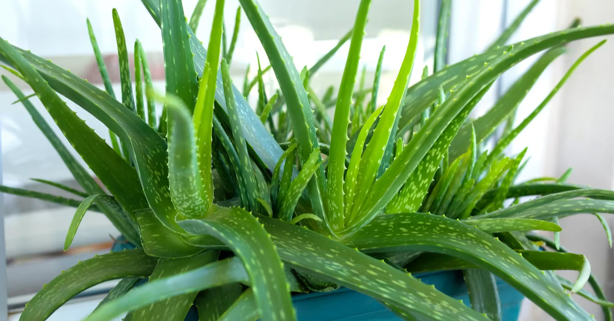 Aloe Vera Cultivation And Care Tip