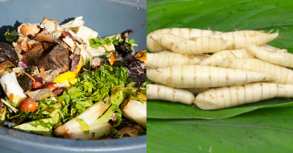 Arrowroot Cultivation Tip Using Kitchen Waste