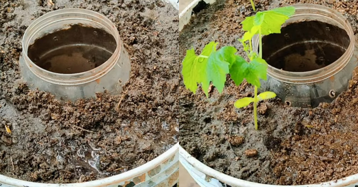 Bittermelon Krishi Tips Using Bucket