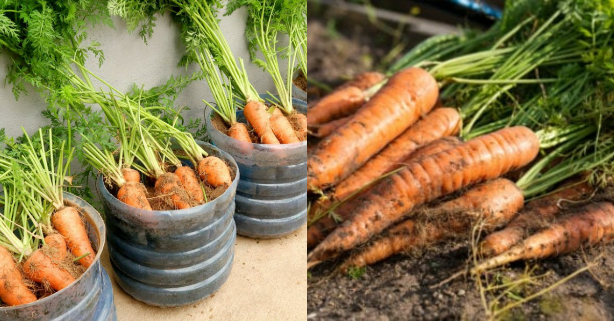 Carrot Cultivation Tip Using Water Bottle