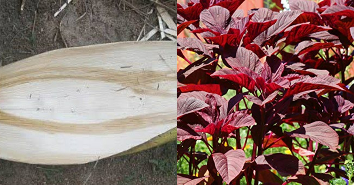 Cheera Krishi Tips Using Paala