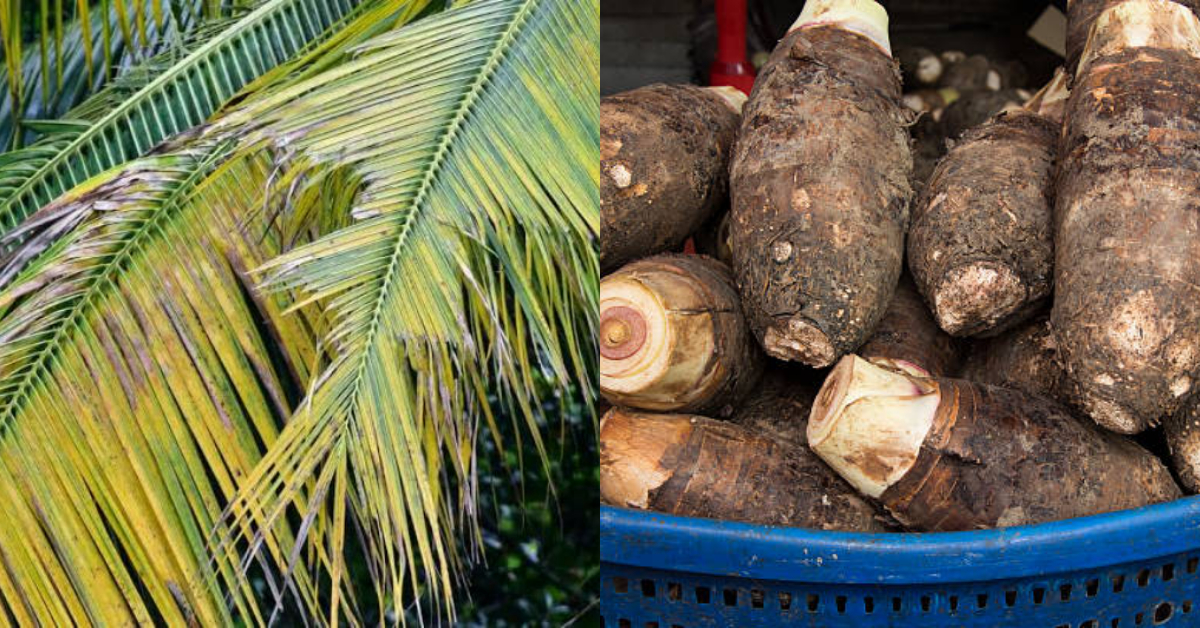 Chembu Krishi Tips Using Thengola