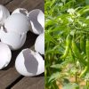 Chili Cultivation Tip Using Egg Shell
