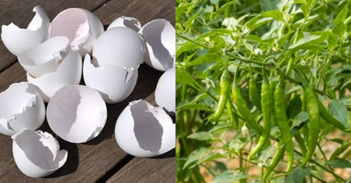 Chili Cultivation Tip Using Egg Shell