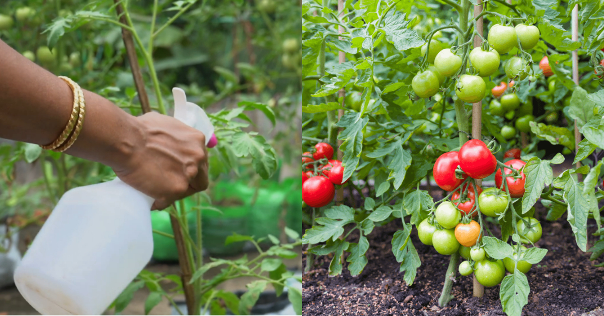 Chilli And Tomato Cultivation Tips Using Salt