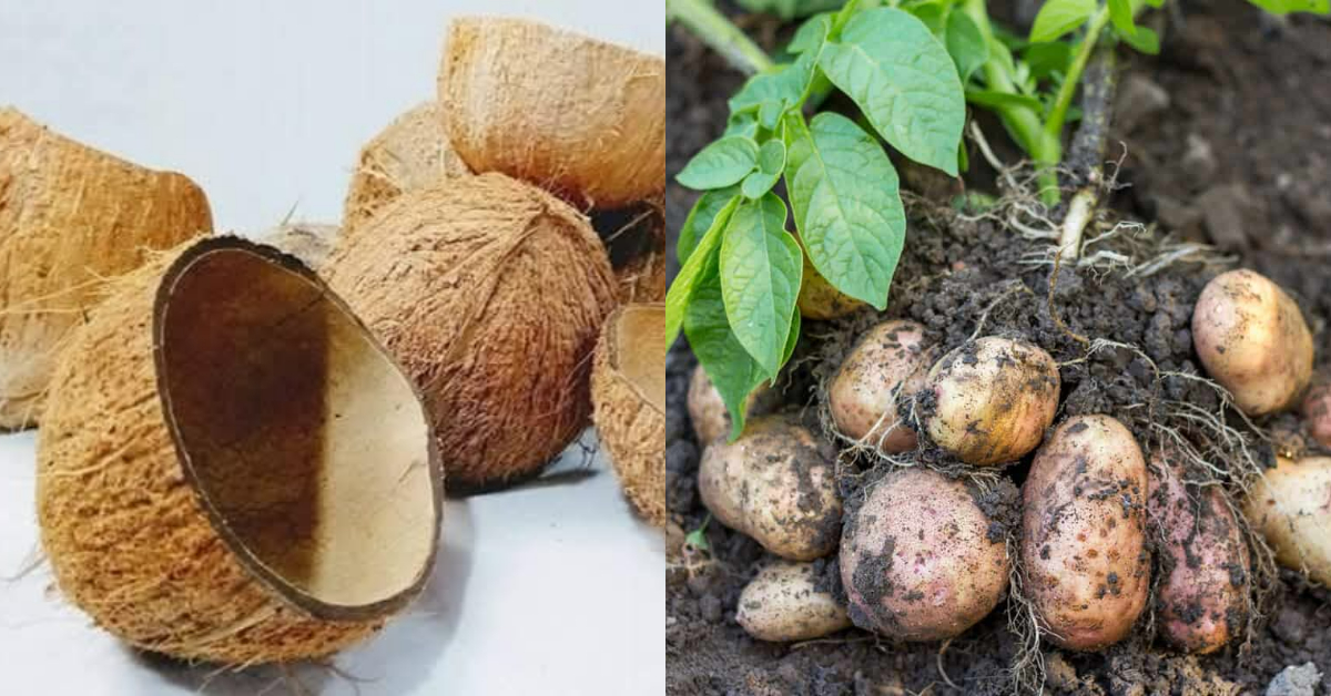 Chinese Potato Cultivation Tip Using Coconut Shell