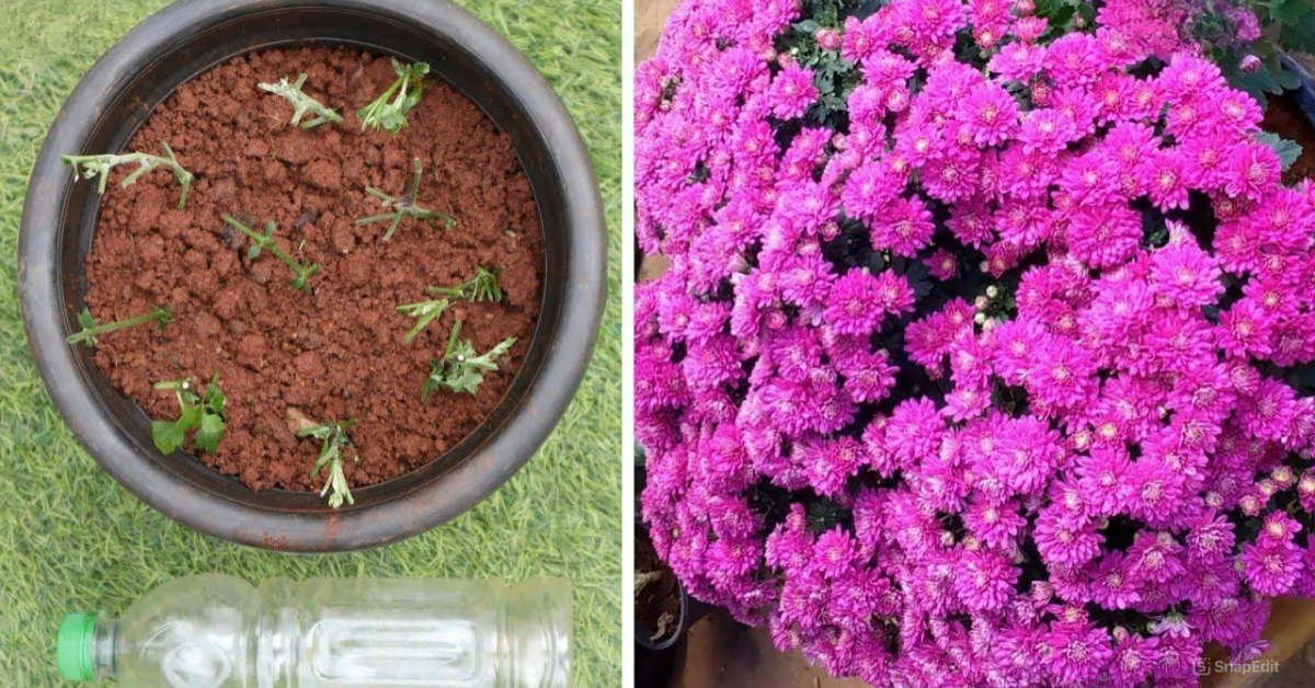 Chrysanthemum Plant Care At Home