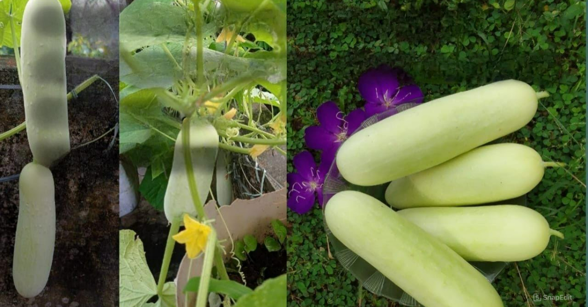 Cucumber Plant At Terrace