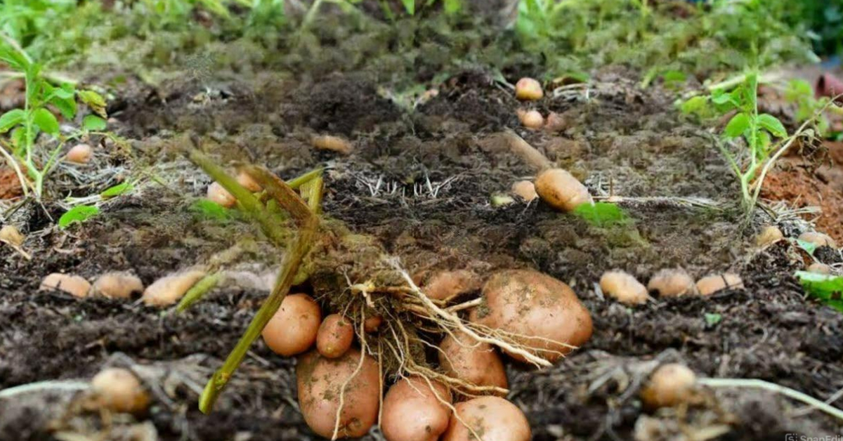 Easy Potato Krishi Tips