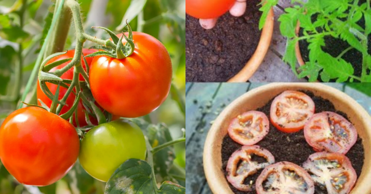 Easy Tomato Cultivation Tips