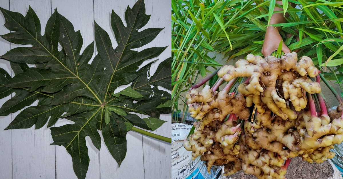 Ginger Cultivation Method