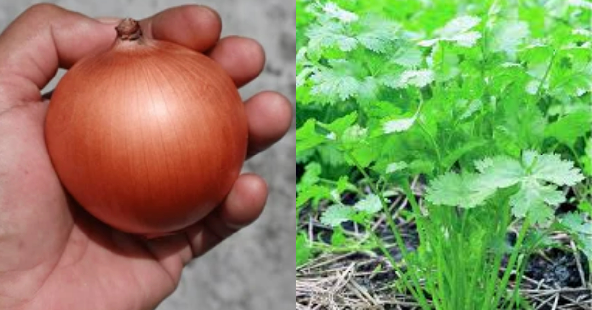 Grow Coriander At Home