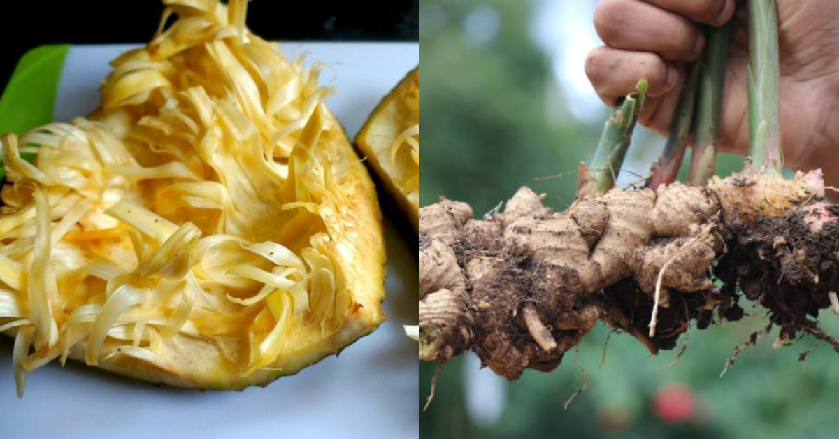Inchi Krishi Tips Using Chakka Madal