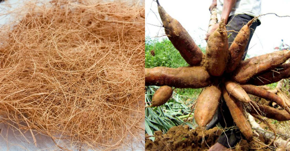 Kappa Krishi Tips Using Coconut Husk