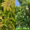 Mango Tree Flowering Tips