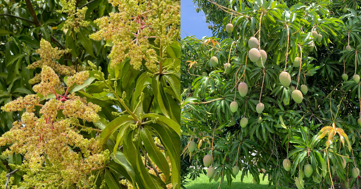 Mango Tree Flowering Tips