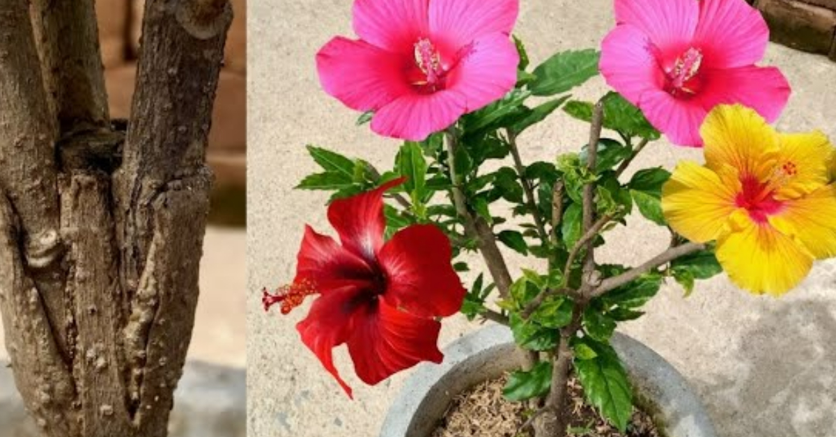 Multiple Colour Bibiscuses Flower In One Plant