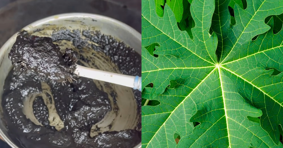 Natural Hair Dye Using Papaya Leaves