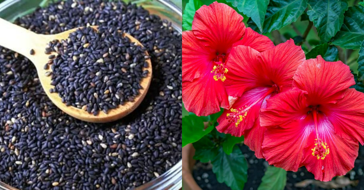 Natural Long Lasting Hair Dye