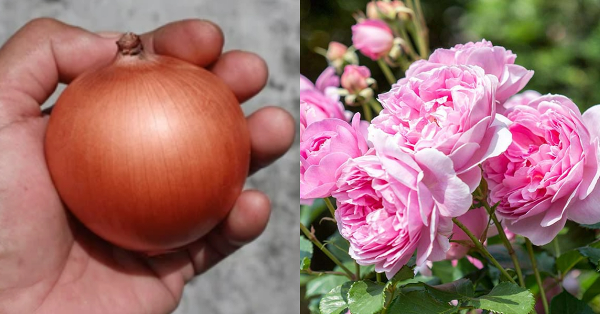 Onion Fertilizer For Rose Plants