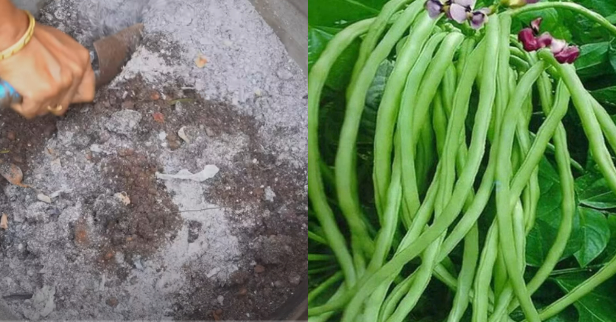 Payar Krishi Using Wood Ash Compost