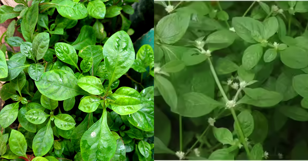 Ponnamganni Cheera Health Benefits