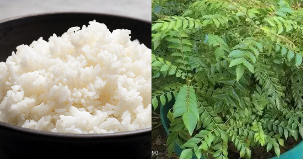 Rice For Curry Leaves Growing Easy Tips