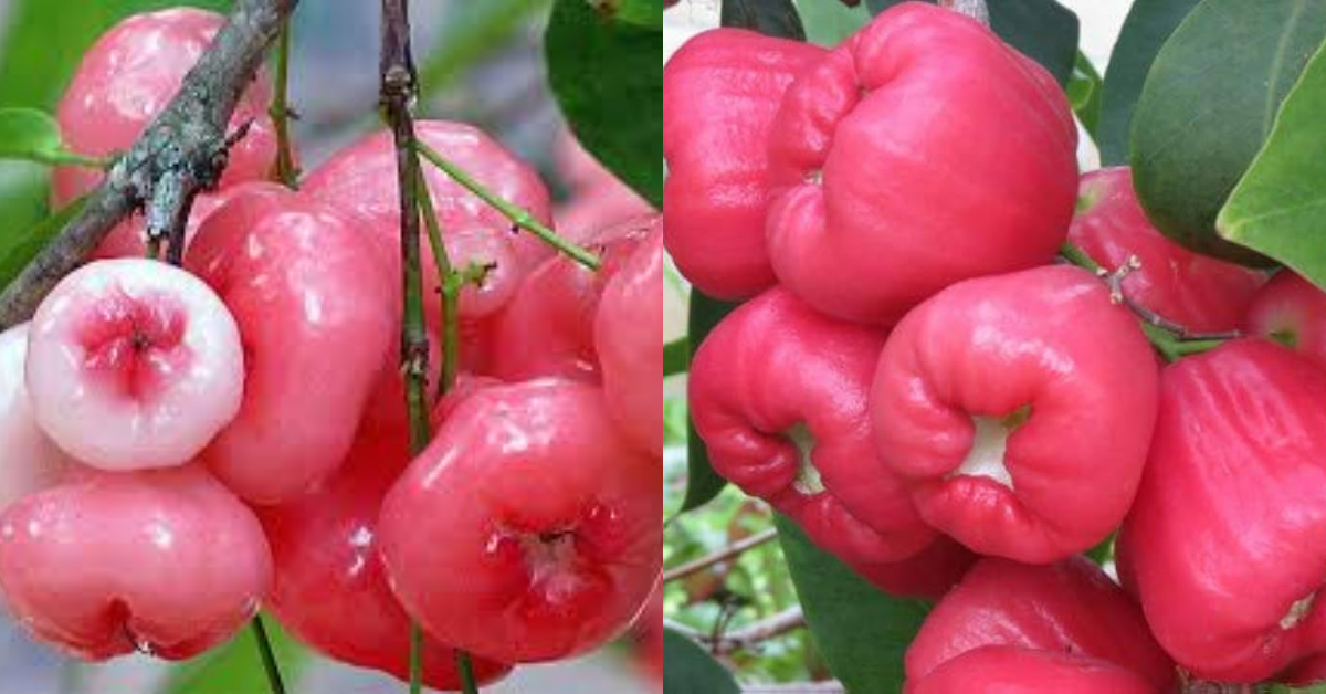 Rose Apple Health Benefits