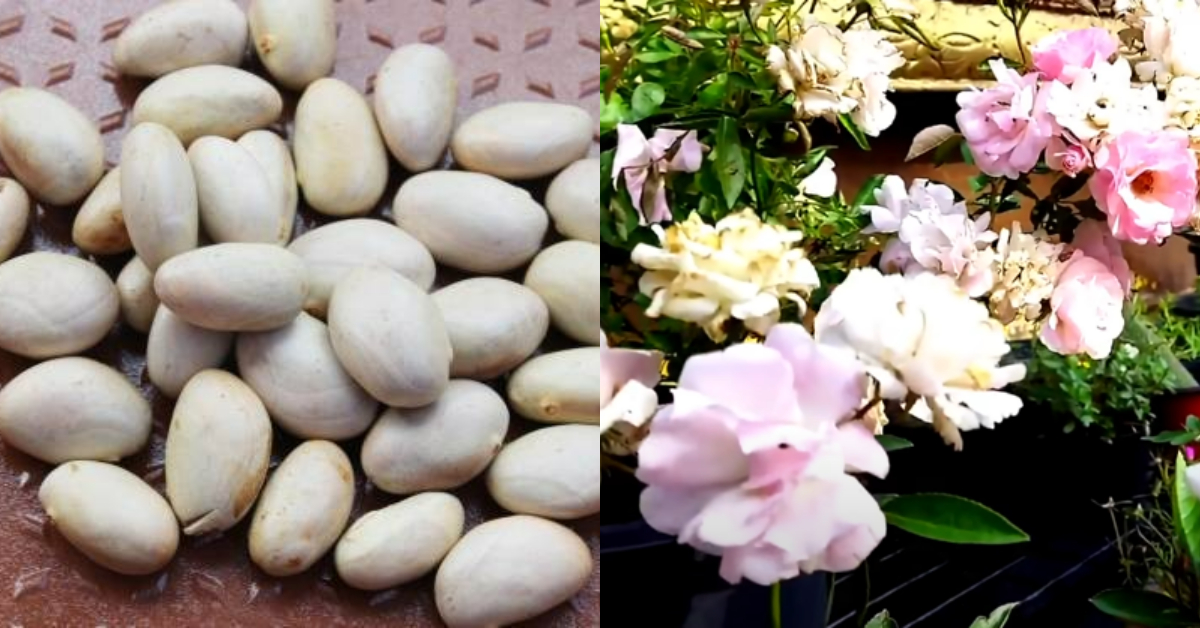 Rose Flowering Tips using Chakkakuru