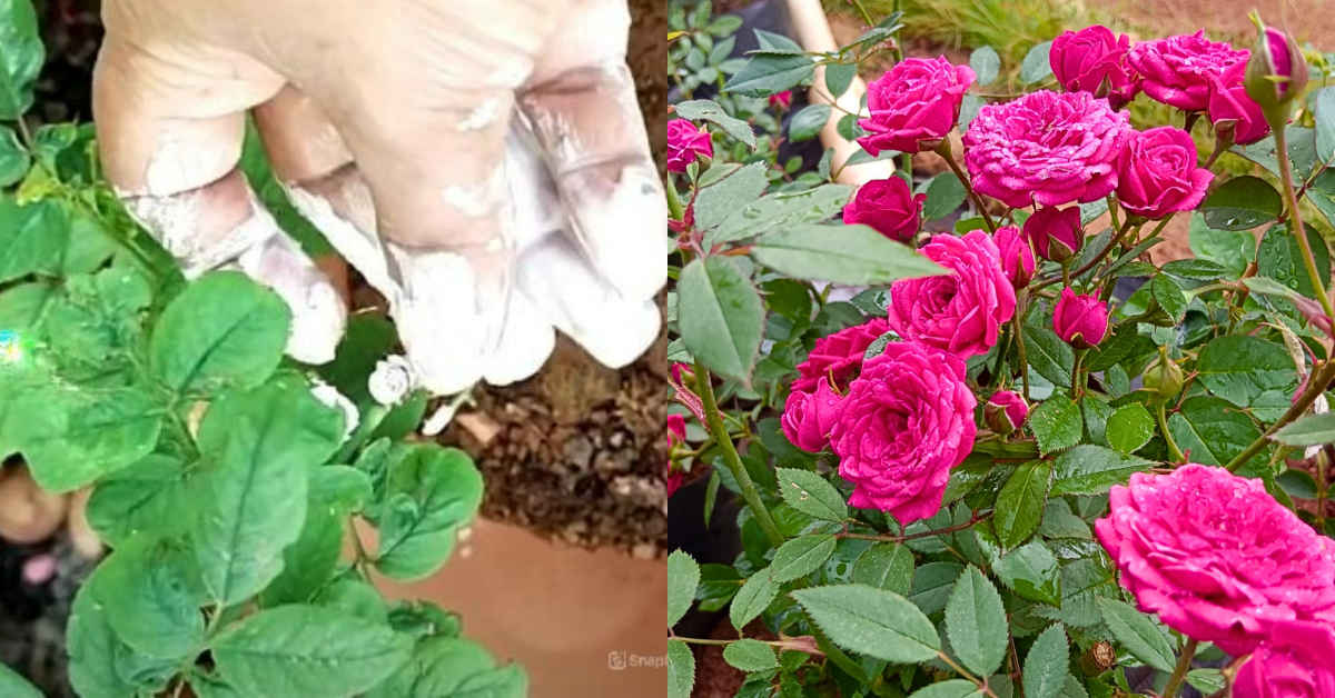 Rose Plant Growing Fertilizer