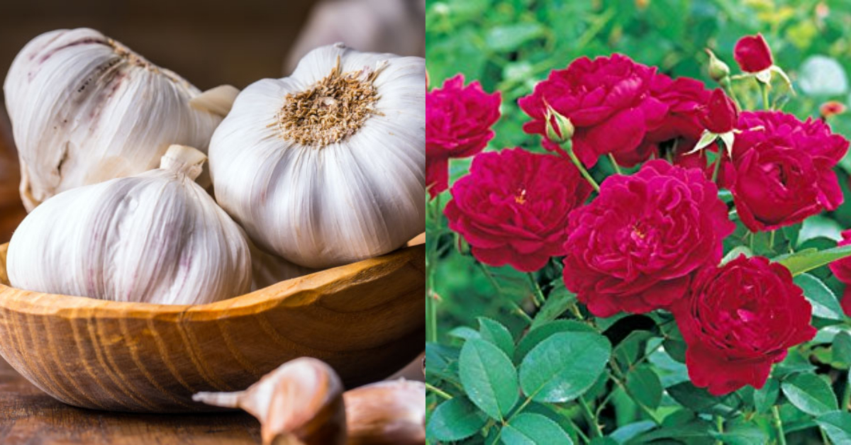 Rose plant fertilizer using veluthulli