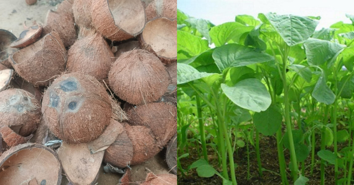 Spinach Krishi Easy Tips Using Coconut Shell