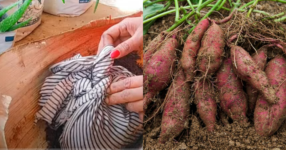 Sweet Potatto Krishi Tips